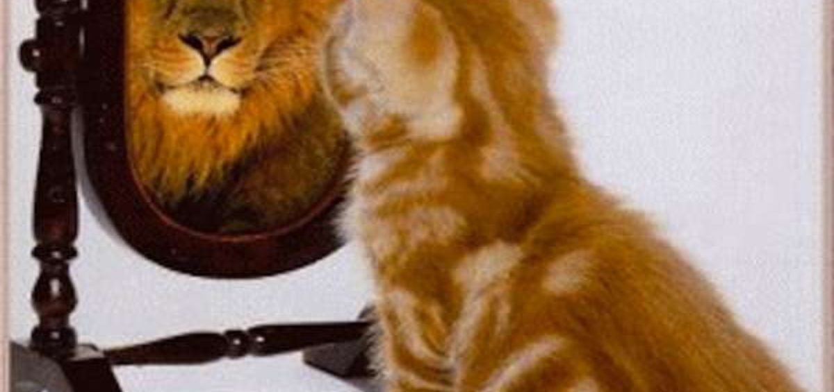 Lion mirror cat What do